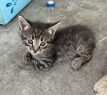 scottish fold: Бесплатнл Отдам в хорошие руки — 1