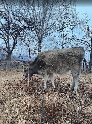 три кота: Продаю | Тёлка, Корова (самка), Музоо, торпок — 1