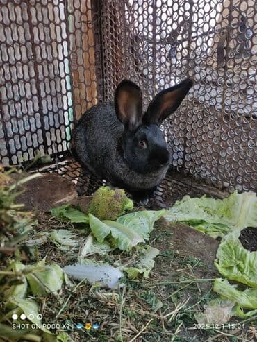 Продаю | Кролик самец, Крольчата | Серый великан, Белый великан, Фландр | Для разведения | Племенные