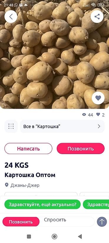 Картошка Оптом — 1
