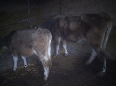 скот коровы: Продаю | Корова (самка) | Швицкая | Для молока | После отела — 3