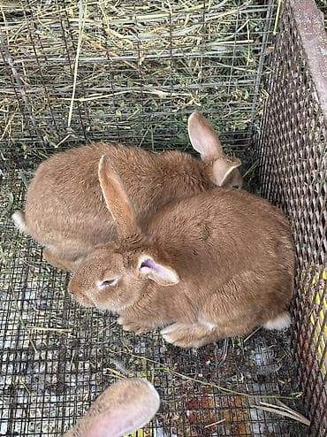 колифорнийский черв: Продаю | Крольчиха (самка), Кролик самец | Серый великан, Фландр, Калифорнийская | На забой, Для разведения | Племенные — 3