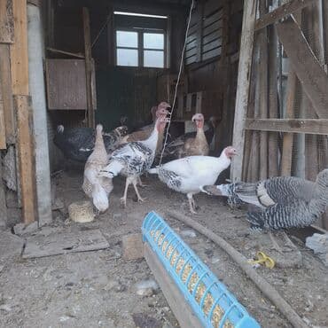 домашние куры: Продаю | Индюк (самец) | Бройлерная | На забой — 9