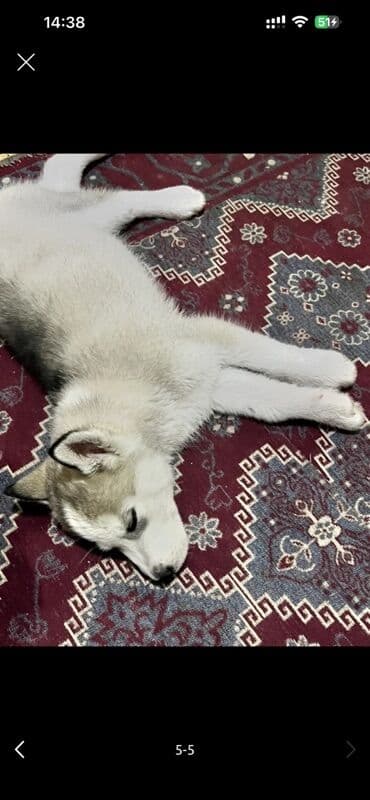 Щенок хаски с яркими голубыми глазами. Классическая окраска: белая