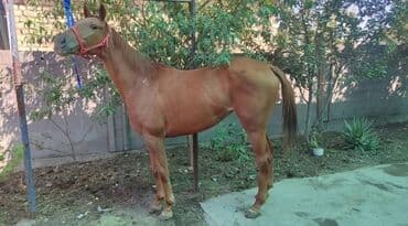 продажа домашних животных: Продаю | Кобыла (самка) | Английская | Конный спорт | Племенные — 1