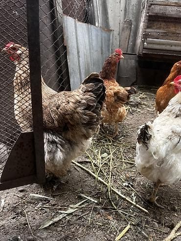 белый амур: Продаю | Куры | Брама | Для разведения — 2