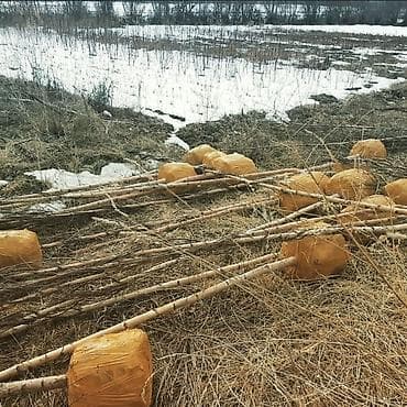 саженцы ивы: Саженцы деревьев: Берёзы — 4