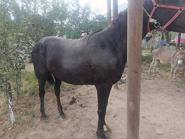 Животные: Продаю | Жеребец | Рабочий — 5