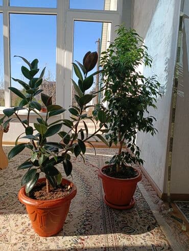 искусственный газон для мини футбольного поля цена бишкек: Фикус комнатные растения высота 0.70 см — 6