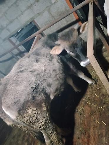 Продаю | Тёлка