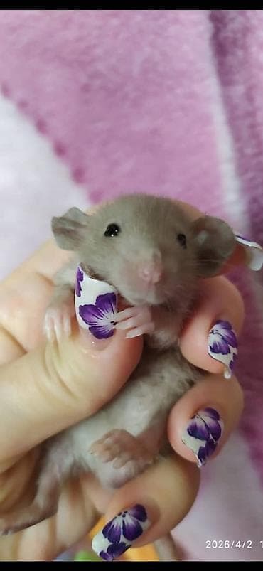 капкан для крысы: Привет друзья !! У нас родились красивые крысята. В питомнике - Rat — 5