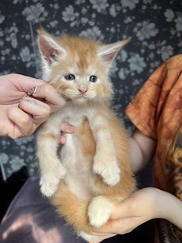 бенгальская кошка цена бишкек: ✨ Эксклюзивные полидактильные мейн-куны ✨ Предлагаются к продаже — 10