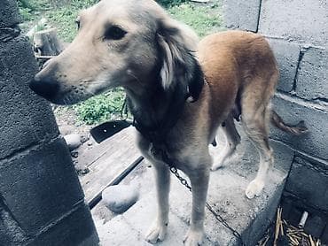 чёрная овчарка: Щенки от борзой (помесь). Описание: - На фото мама — стройная — 1