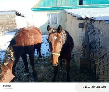 Айыл-чарба жаныбарлары: Сатам | Байтал | Аргын | Көбөйтүү үчүн | Асыл тукумдуу — 1