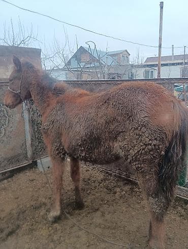 сколько стоит собака золотистый ретривер: Продаю | Жеребенок | Рабочий — 1