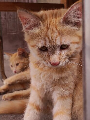 кошка бенгальская: Рыжие котенки с полосатым окрасом. У котейек светло-желтые глаза и — 6