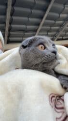 купить домик для кота: Продаю .Шотландская вислоухая (Scottish Fold). Возраст 2 года — 4