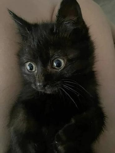 Очаровательные котята, мальчик и девочка, оба черные, ищут добрые и