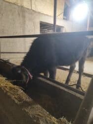 продажа французских бульдогов: Продаю | Тёлка | Швицкая | Для разведения, Для молока | Не стельные — 5