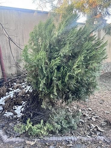 новогодняя: Хвойные декоративные растения для ландшафта Предлагаются взрослые — 9