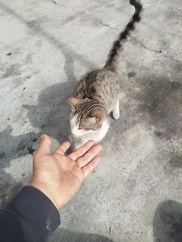 кошка белый: Кошка даром: Беспородная, 10 месяцев, Мальчик — 2