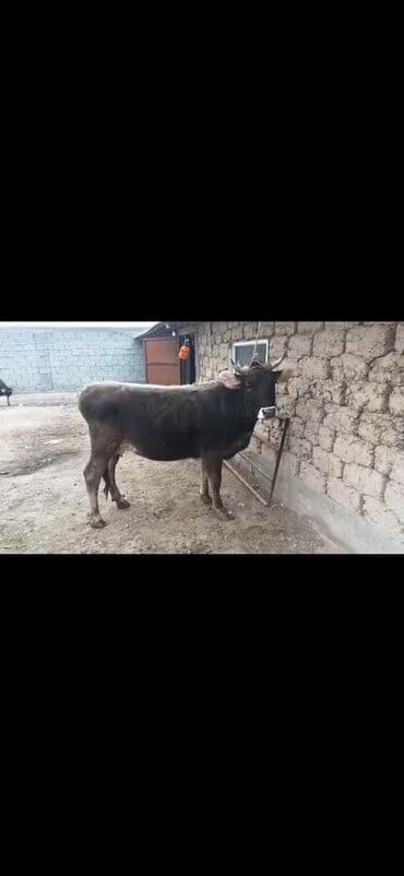 степке алмашам: Сатам | Уй (ургаачы) | Көбөйтүү үчүн | Байланган — 1