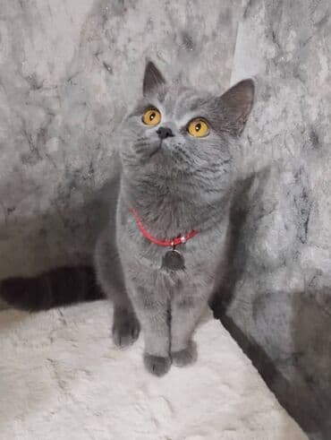 бенгальская кошка домашняя: Ит кууту: Скотиш Страйт (Шотландиялык тик кулактуу), Эркек, 2 жаш, Эмделген, Көгүлтүр — 2