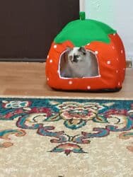 купить чистокровную немецкую овчарку: 3 месяца, Девочка, Приучена к лотку — 3