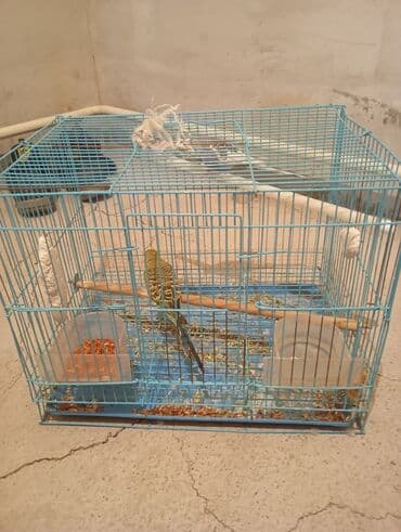 где купить волнистого попугая: Продаются 2 попугаев волнистые попугаи вместе с кледкой — 2