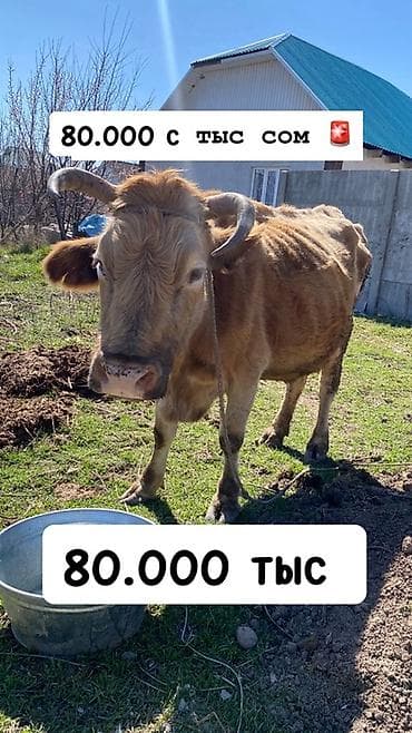 лучший ветеринар бишкек: Продаю | Корова (самка) | Для разведения | Привязанные — 1