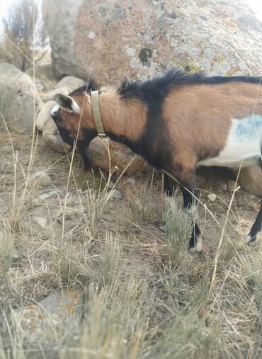 домики для котят: Продаю | Козёл (самец) | Для разведения | Племенные, Осеменитель — 1