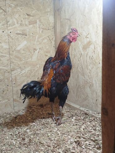 кыргыз довот ит: Сатам | Тооктор — 1