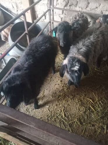 отдам крысу: Продаю | Овца (самка) | Полукровка | На забой — 5