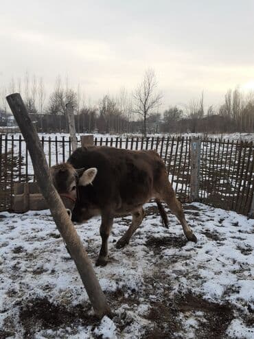 коврики для коров: Продаю | Тёлка | Швицкая | На откорм, На забой, Для разведения | Искусственник — 1