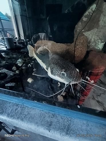 Продам аквариумного краснохвостого сома. размер в спокойном состоянии