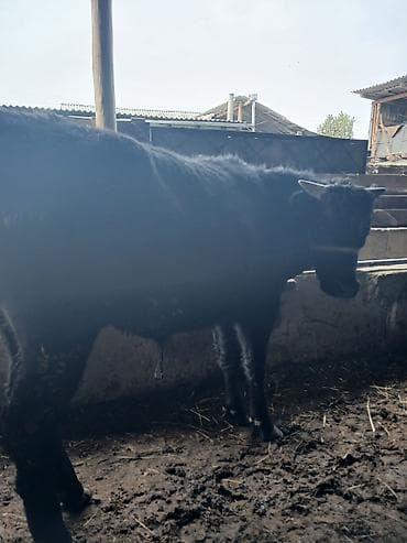 суточный жожо: Продаю | Бык (самец), Музоо, торпок | На откорм — 1