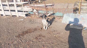 животные в добрые руки: Курцхаар, 2 года, Самец, С прививкой — 3