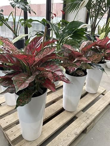 антуриум цветы: Пересажен,адаптирован,не болеет. Цена вместе с горшком 2500 — 2