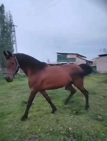 Продаю | Жеребец | Арабская | Для разведения | Осеменитель