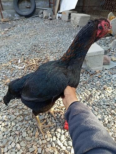 Продаю | Куры | Для разведения