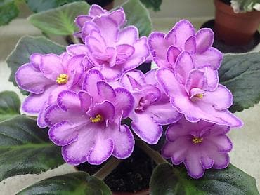 фиалки ош: 🌱🌺🌱 Продаю сортовые ДЕТКИ стандартных, трейлерныхмини и полумини — 8