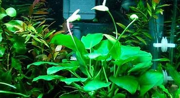 мышкы: Водоросли живые: Анубиас Бартера, нана ( цветут белыми и розовыми — 3