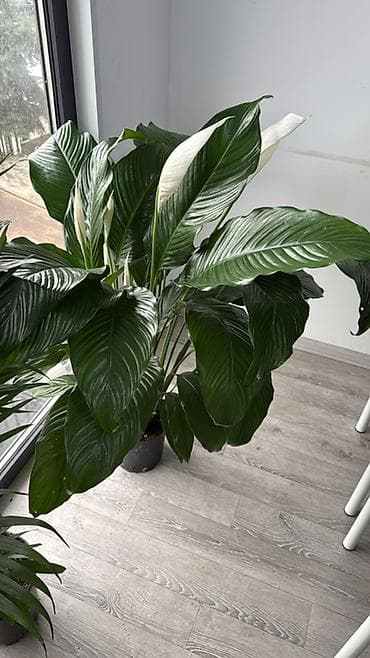 Комнатные растения для дома и офиса 1) Спатифиллум (Spathiphyllum) -