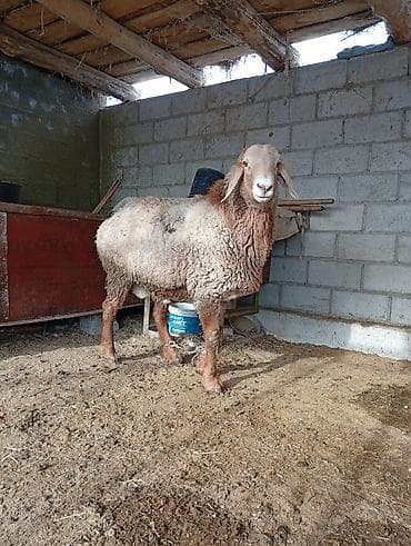 барана стрижка: Продаю | Овца (самка) | Полукровка | Для разведения | Матка — 4