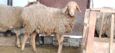 ат мал: Продаю | Овца (самка) | Для разведения — 6