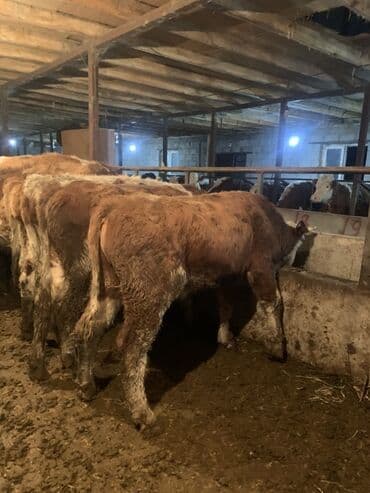 эркек ит: Сатам | Бука (эркек) | Бордоп семиртүү үчүн — 2