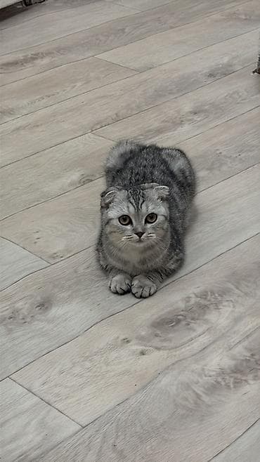 саванна кошка: Скотиш Фолд (Шотландская вислоухая), 6 месяцев, Девочка, Серый, Приучена к лотку — 2