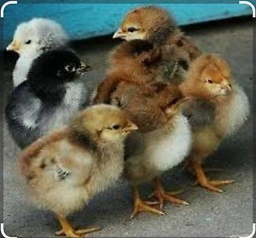 хара: Сатам | Балапандар | Үй | Көбөйтүү үчүн — 1