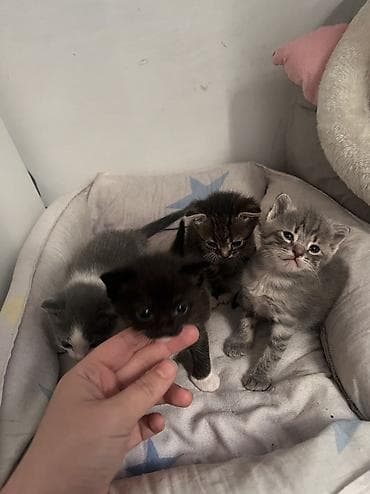 маленькие котики купить: Скотиш Фолд (Шотландская вислоухая), 2 месяца, Девочка, Серый — 3