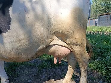 суш для пчел: Продаю | Корова (самка) | Для молока | Стельные — 4